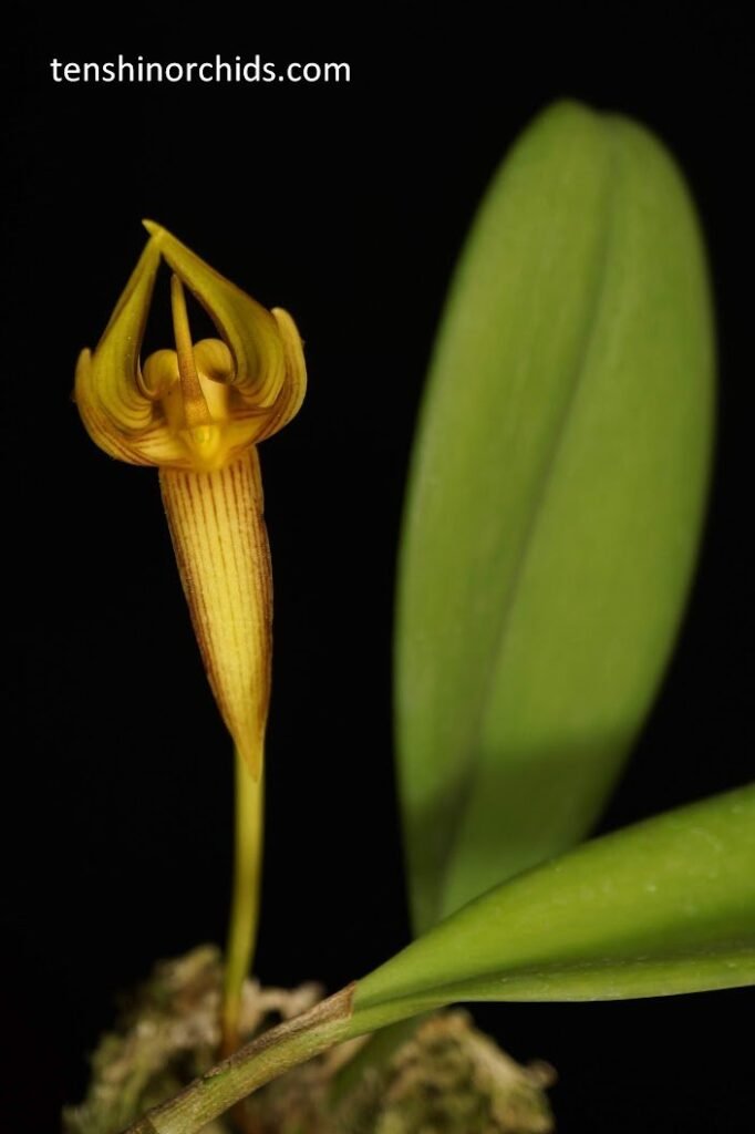 Bulbophyllum Cheiri Ten Shin Gardens