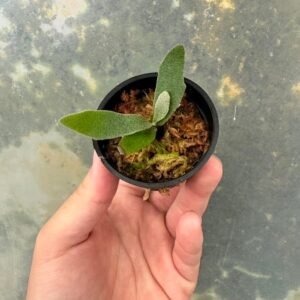 Platycerium willinckii 'Jenny' 爪哇鹿角蕨 '珍妮'