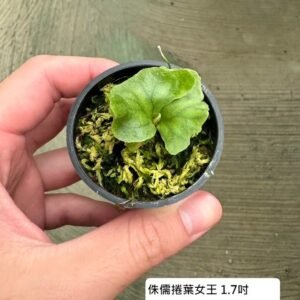 Platycerium wandae 'Dwarf & Curling' 侏儒捲葉女王鹿角蕨1.7吋