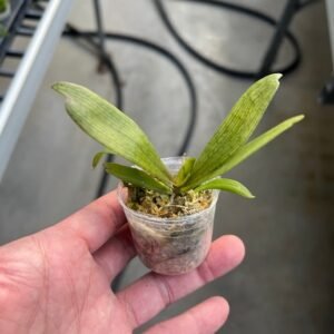 Aerangis biloba