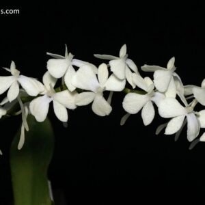 Aerangis citrata, plant photo