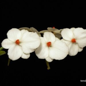 Aerangis luteoalba v. rhodosticta 日本國旗風蘭, plant photo