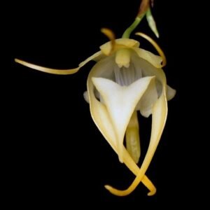 Aeranthes grandiflora