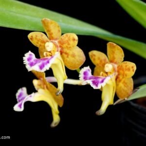 Aerides flabellata 扇唇指甲