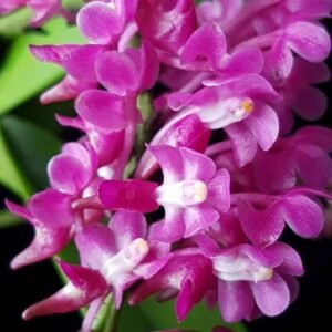 Aerides leeana / jarckiana