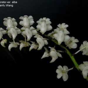 Aerides odorata f. alba