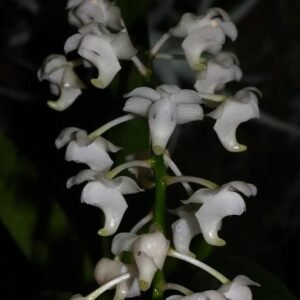 Aerides quinquevulnera f. alba