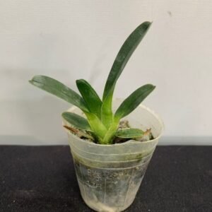 Angraecum magdalenae 風蘭之后