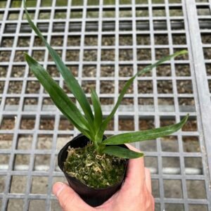 Angraecum sesquipedale