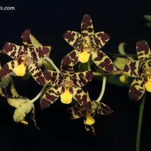 Ansellia africana 'Jungle Land'