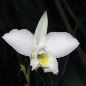 Arundina graminifolia f. alba 鳥仔全白素花