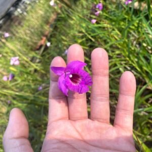 Arundina graminifolia, dwarf form, dark pink flower 矮鳥仔全紅花
