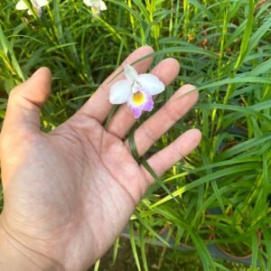 Arundina graminifolia, dwarf form, white flower, pink lip 鳥仔白花桃唇