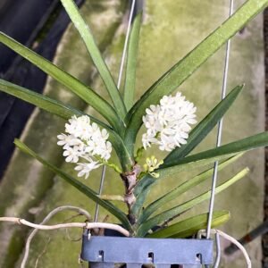 Ascocentrum ampullaceum f. album