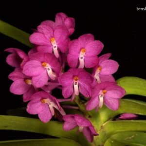 Ascocentrum ampullaceum f. pink, plant photo