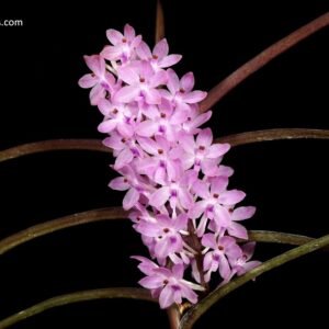 Ascocentrum christensonianum