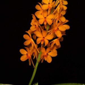 Ascocentrum garayi / miniatum