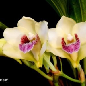 Bifrenaria harrisoniae