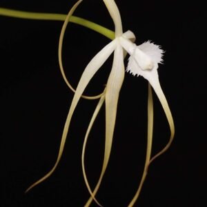 Brassavola appendiculata, previously sold as B. cucullata