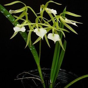 Brassavola cordata/subulifolia