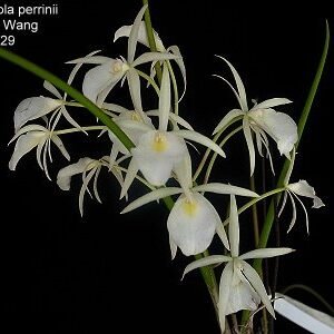 Brassavola perrinii