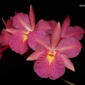 Broughtonia sanguinea, red flowers. plant photo