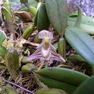 Bulbophyllum ambrosia