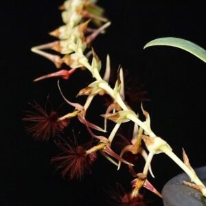 Bulbophyllum barbigerum