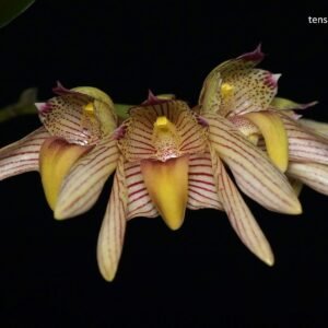 Bulbophyllum bicolor