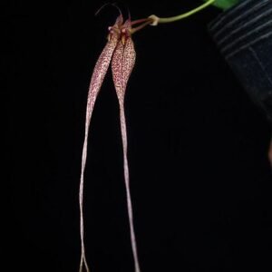 Bulbophyllum biflorum