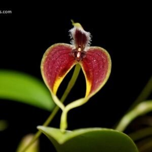 Bulbophyllum blumei