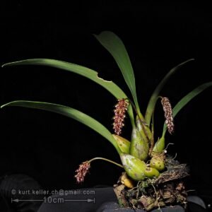 Bulbophyllum careyanum