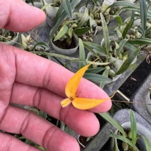 Bulbophyllum championii