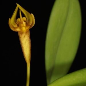 Bulbophyllum cheiri