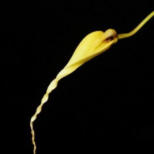 Bulbophyllum contortisepalum, yellow flowers