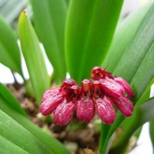 Bulbophyllum corolliferum