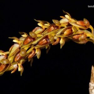 Bulbophyllum crassipes