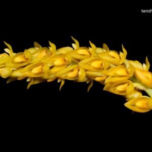 Bulbophyllum crassipes f. flava