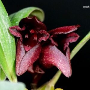Bulbophyllum cruentum