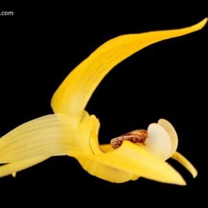 Bulbophyllum dearei