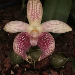 Bulbophyllum facetum