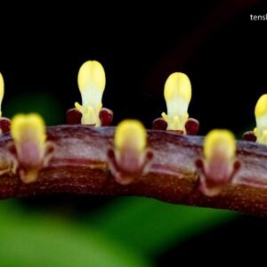 Bulbophyllum falcatum