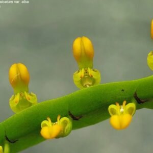 Bulbophyllum falcatum f. album 'Jia Ho'