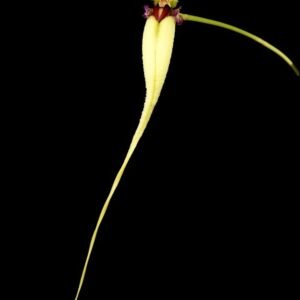 Bulbophyllum fascinator f. semialbum