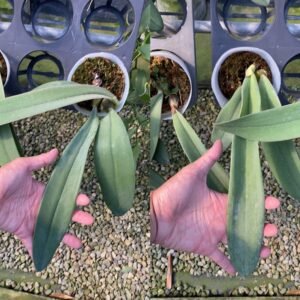 Bulbophyllum fletcherianum 3 bulbs (20-25 cm leaf length)