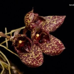 Bulbophyllum frostii (syn. bootanoides)