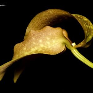 Bulbophyllum grandiflorum