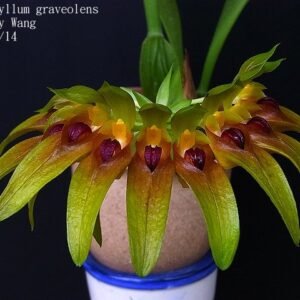 Bulbophyllum graveolens