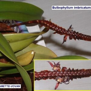 Bulbophyllum imbricatum