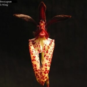 Bulbophyllum lasiochilum